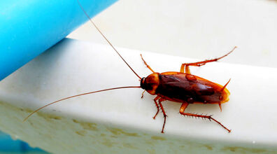 خانم عزیز، به این دلایل آشپزخونت سوسک داره! | معرفی رایحه هایی که سوسک رو جذب می کنن