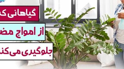 این گیاهان آپارتمانی امواج مضر رو جذب می کنن + عکس