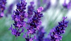  می دونستین اسطوخودوس حکم قوی ترین مسکن رو برای خانم ها داره؟ 
