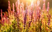  آشنایی با گیاه مریم گلی و خواص آن + طبع و نحوه مصرف 