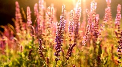  آشنایی با گیاه مریم گلی و خواص آن + طبع و نحوه مصرف 