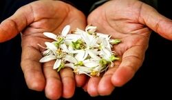  بهار نارنج رو چجوری بخوریم تا لاغر شیم؟ 