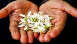  بهار نارنج رو چجوری بخوریم تا لاغر شیم؟ 