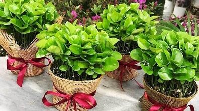 آموزش کاشت هسته نارنج برای سبزه عید | سبزه نارنج رو زودتر بکار!!