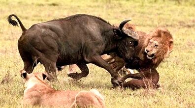 فیلم نبرد سنگین و سخت بین حیوانات وحشی | پربازدید ترین فیلم یوتیوب