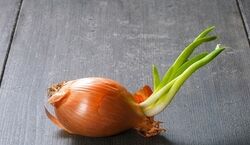 خوردن سیر و پیاز جوانه زده ضرر دارد؟ | چطوری جلوی جوانه زدن سیر و پیاز رو بگیریم؟ 