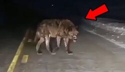 (ویدیو) جولان وحشتناک شبانه گرگ ها، در خیابان های خرم آباد!!