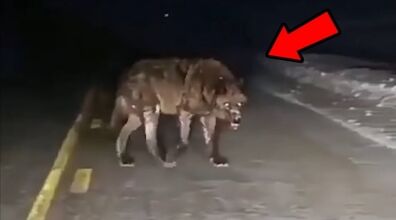 (ویدیو) جولان وحشتناک شبانه گرگ ها، در خیابان های خرم آباد!!
