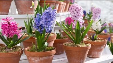 برای عید امسال خودت سمبل بکار! | آموزش کاشت و پرورش سنبل