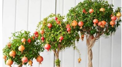 کاشت انار با یه روش خیلی ساده در گلدان + آموزش