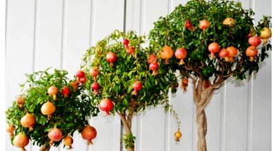 کاشت انار با یه روش خیلی ساده در گلدان + آموزش