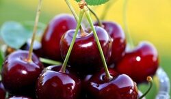 دیگه دارو نخور به جاش گیلاس بخور | خواص شگفت انگیز و دارویی گیلاس