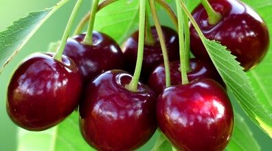 خوردن کرم گیلاس چه خطری داره؟ |‌ وقتی گیلاس می خوری حتما به این نکته توجه کن 