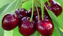 خوردن کرم گیلاس چه خطری داره؟ |‌ وقتی گیلاس می خوری حتما به این نکته توجه کن 
