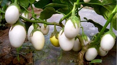 فقط درخت تخم مرغ ندیده بودیم!!!! + عکس های باورنکردنی 
