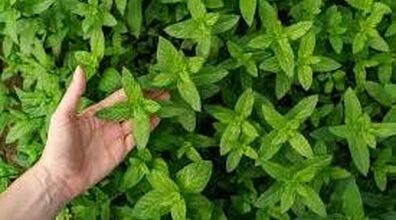 آموزش کاشت نعنا در گلدان | خونت رو به یاغچه تبدیل کن + نکات 