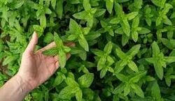 آموزش کاشت نعنا در گلدان | خونت رو به یاغچه تبدیل کن + نکات 