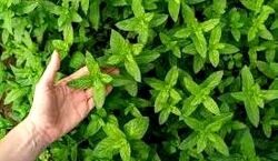 آموزش کاشت نعنا در گلدان | خونت رو به یاغچه تبدیل کن + نکات 