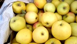  32 مورد از خواص بی نظیر سیب برای سلامت بدن + طبع 