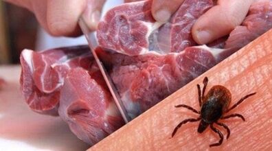 ۷ توصیه برای پیشگیری از تب کنگو در آستانه عید قربان | هنگام ذبح دام مراقب باشید