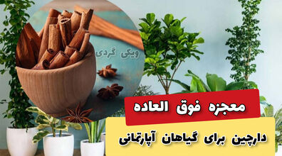 5 خاصیت فوق العاده دارچین در رشد گیاهان آپارتمانی! + فیلم