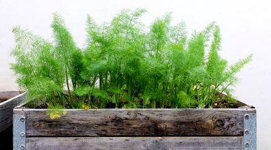 امسال با سیاه دانه سبزه عید بکار | آموزش کاشت سبزه خاص متفاوت با سیاه دانه 