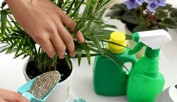 کودهای مناسب برای تقویت و شادابی گیاهان آپارتمانی + توضیحات