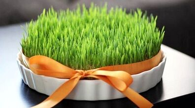 روش تهیه سبزه عید با گندم در خاک ژله ای | برا عید اینجوری سبزه بکار + روش نگهداری