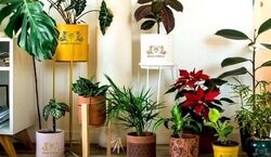 5 نکته ممنوعه برای نگه داری از گیاهان آپارتمانی | راز خوب موندن گیاهان آپارتمانی چیه؟