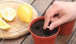 مثل آب خوردن تو خونت لیمو ترش بکار! + نکات نگهداری 