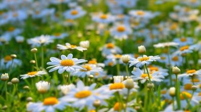 اگه عاشق بابونه ای به این دشت سفر کن | دشت گل های بابونه فندقلوی اردبیل + عکس
